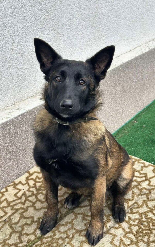 Arakia Malinois Arakia Malinois