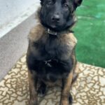 Arakia-female-Malinois-puppy-for-sale-2