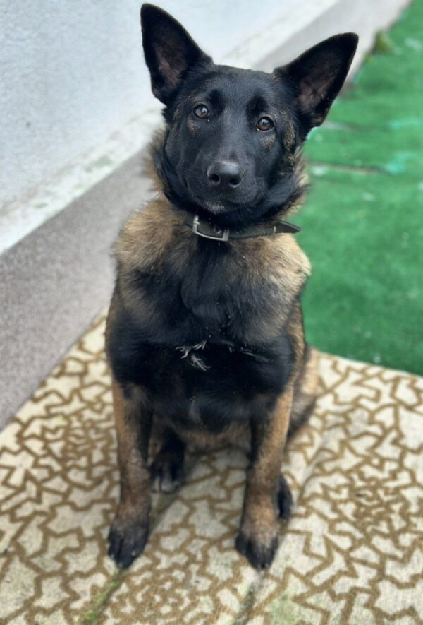 Arakia Malinois Arakia Malinois