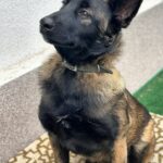 Arakia-female-Malinois-puppy-for-sale-3