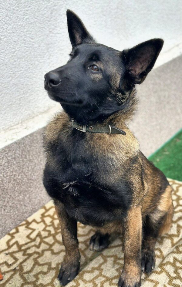 Arakia Malinois Arakia Malinois