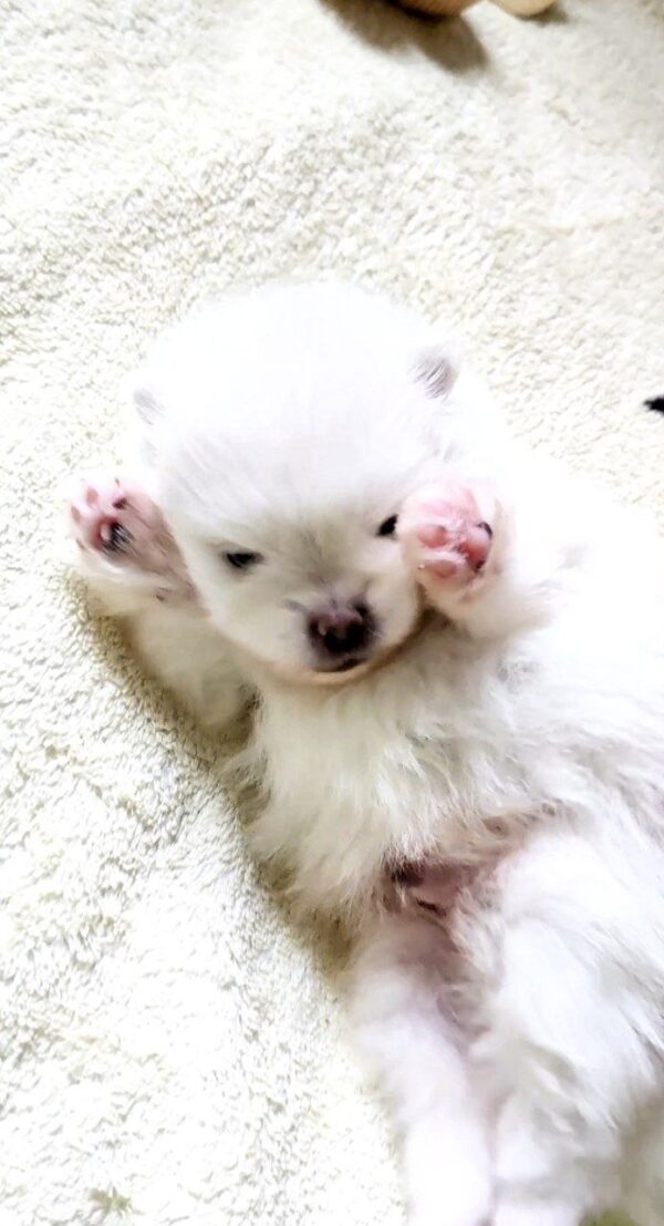 Arctic Pomeranian Arctic Pomeranian