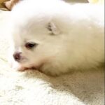 Arctic-male-Pomeranian puppy-for-sale-2