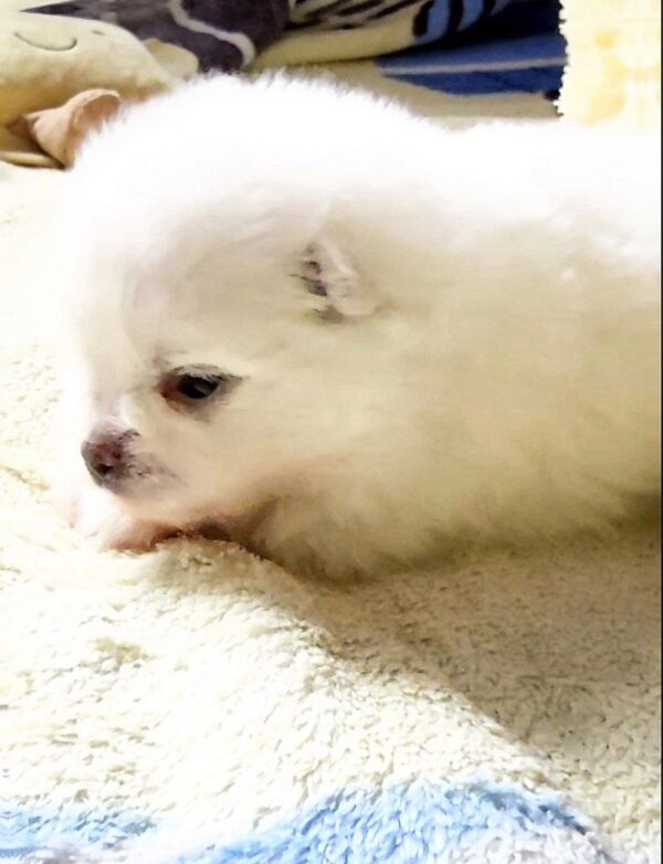 Arctic Pomeranian Arctic Pomeranian