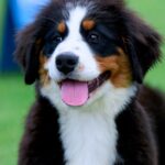 Aria-female-Bernese-Mountain-puppy-for-sale-1