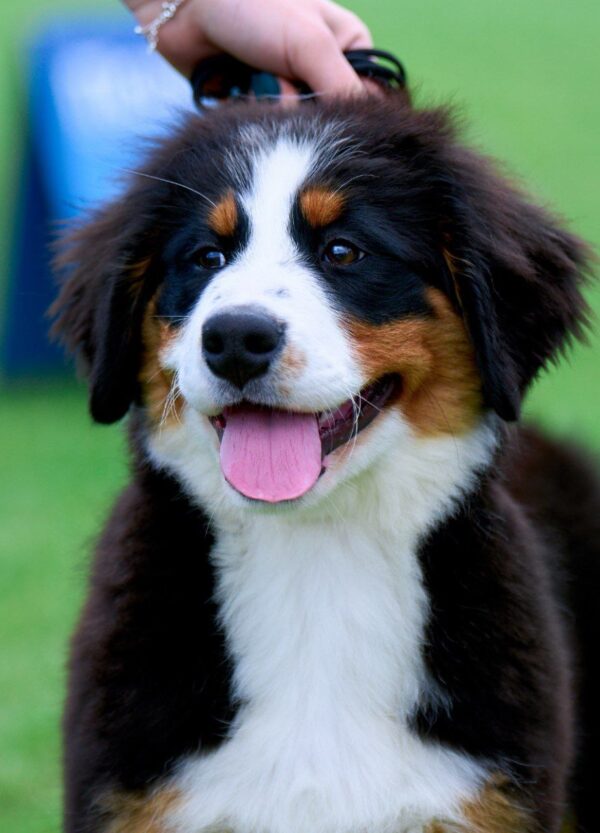 Aria Bernese Mountain Dog Aria Bernese Mountain Dog