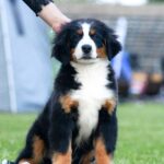 Aria-female-Bernese-Mountain-puppy-for-sale-2
