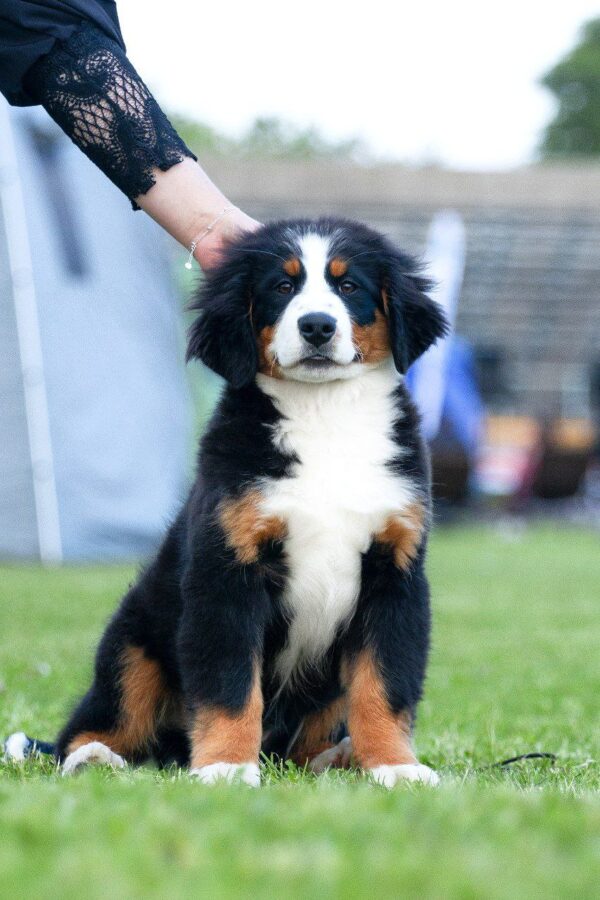 Aria Bernese Mountain Dog Aria Bernese Mountain Dog
