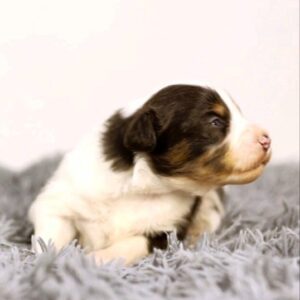 Aris Miniature American Shepherd