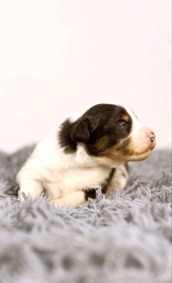 Aris Miniature American Shepherd