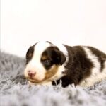 Arno Miniature American Shepherd