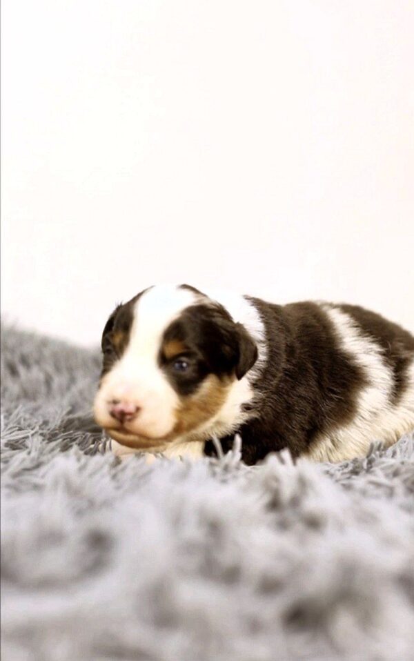 Aris Miniature American Shepherd