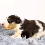 Aris-male-MAS-puppy-for-sale-3