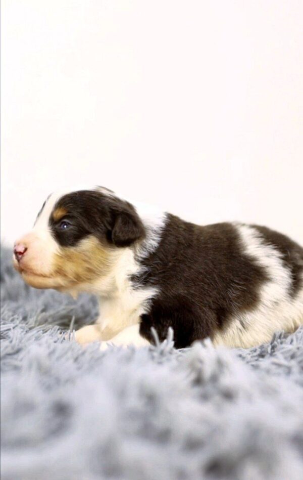 Aris Miniature American Shepherd