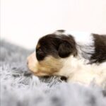 Aris-male-MAS-puppy-for-sale-4