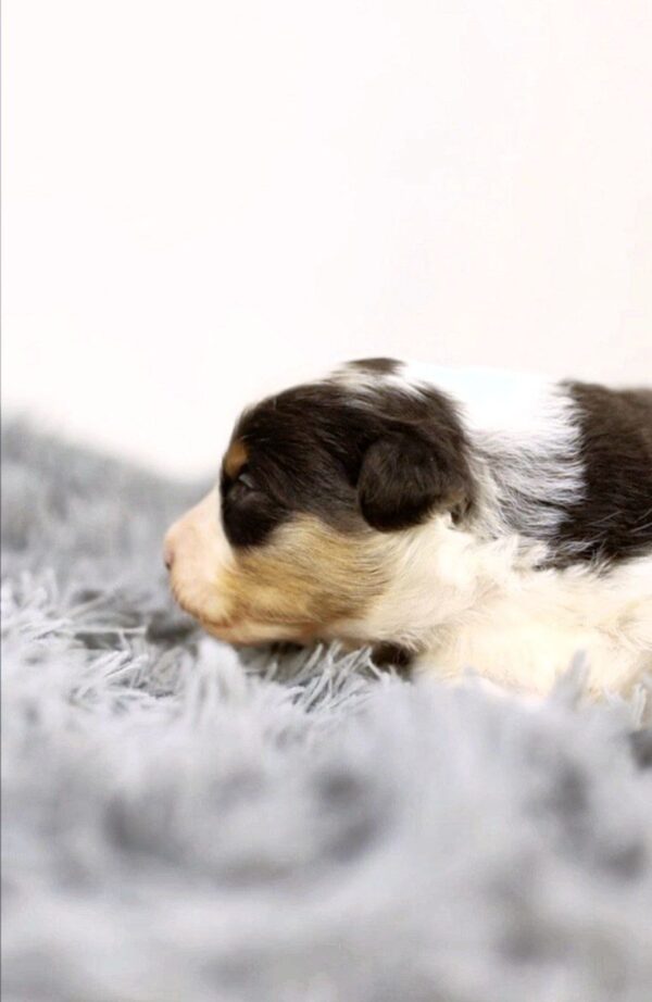 Aris Miniature American Shepherd
