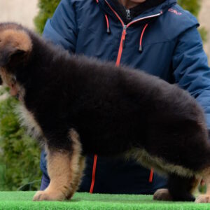 Arno German Shepherd