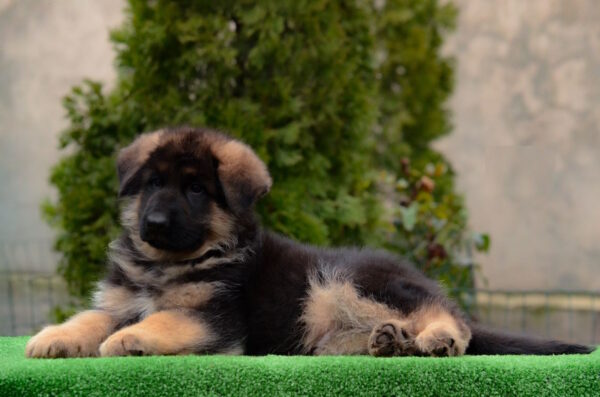 Arno German Shepherd