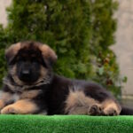 Arno-male-German-shepherd-puppy-for-sale-1 (3)