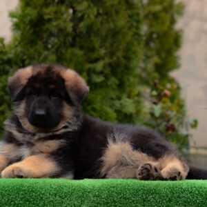Arno German Shepherd