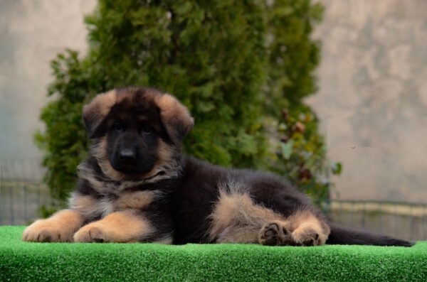 Arno German Shepherd