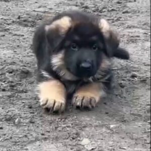 Arno German Shepherd