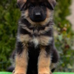 Arno-male-German-shepherd-puppy-for-sale-1 (4)