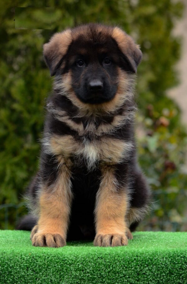 Arno German Shepherd