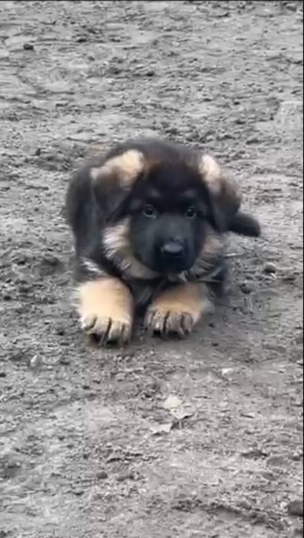 Arno German Shepherd