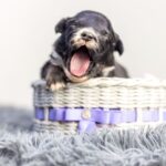 Arno-male-MAS-puppy-for-sale-1