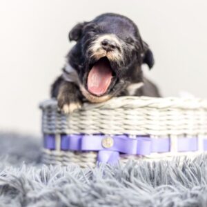 Arno Miniature American Shepherd