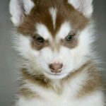 Aspen-male-Siberian-Husky-puppy-for-sale-1