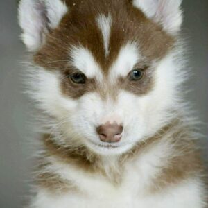 Aspen Siberian Husky