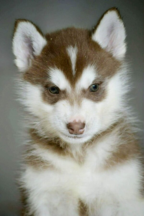 Aspen Siberian Husky Aspen Siberian Husky