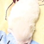 Aurora-female-Pomeranian puppy-for-sale-1