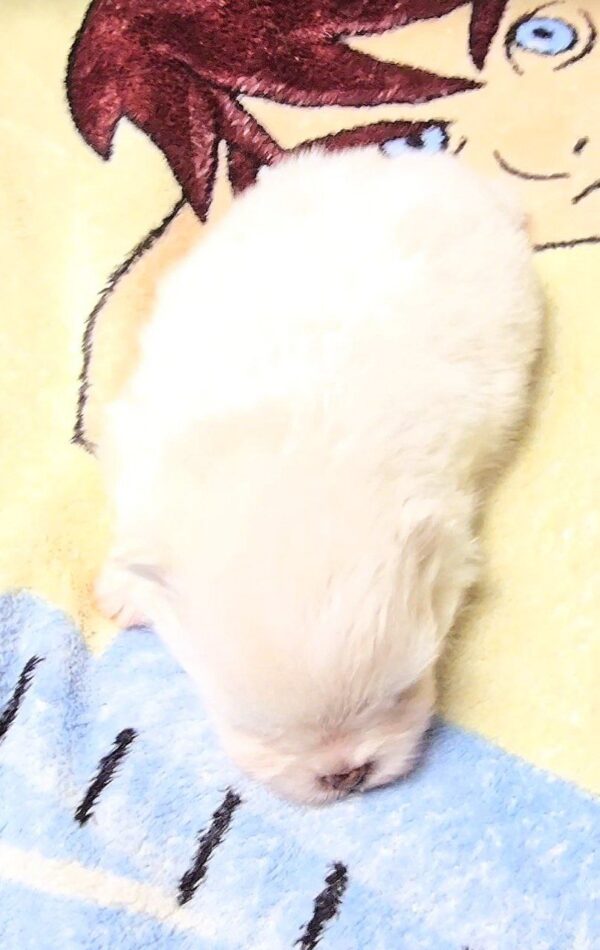 Aurora Pomeranian Aurora Pomeranian