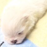 Aurora-female-Pomeranian puppy-for-sale-2