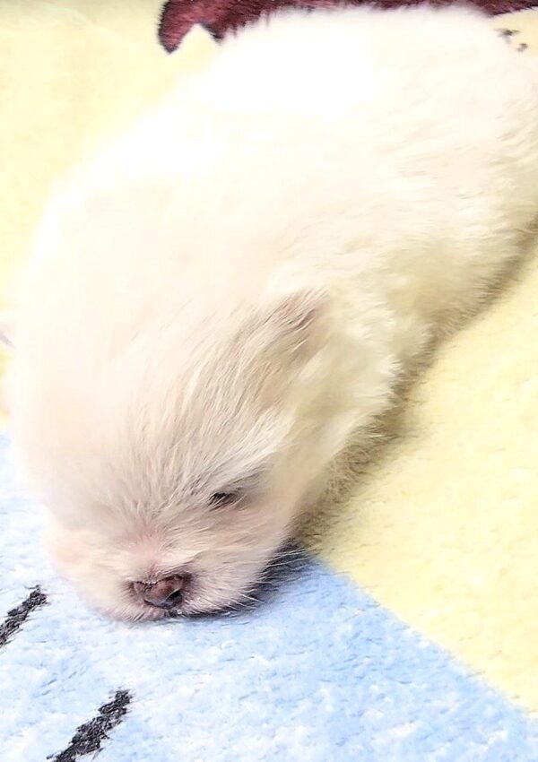 Aurora Pomeranian Aurora Pomeranian