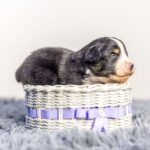 Awer-male-MAS-puppy-for-sale-1