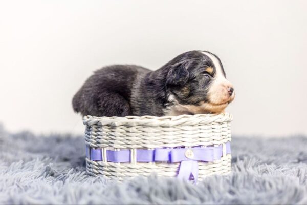 Awer Miniature American Shepherd