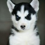 Axton-male-Siberian-Husky-puppy-for-sale-1
