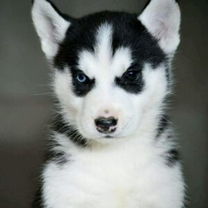 Axton Siberian Husky