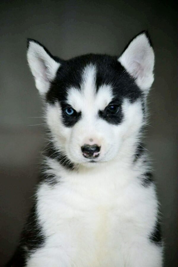 Axton Siberian Husky Axton Siberian Husky