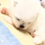 Aylin-female-Pomeranian puppy-for-sale-1