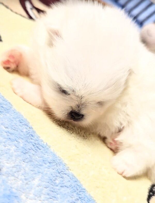 Aylin Pomeranian Aylin Pomeranian