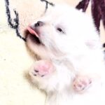 Aylin-female-Pomeranian puppy-for-sale-2