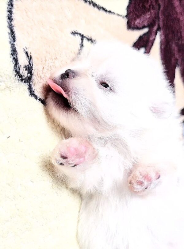 Aylin Pomeranian Aylin Pomeranian