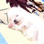 Aylin-female-Pomeranian puppy-for-sale-3
