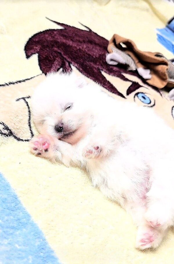 Aylin Pomeranian Aylin Pomeranian