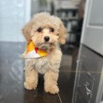 Babsi-female-maltipoo-puppy-for-sale- (1)